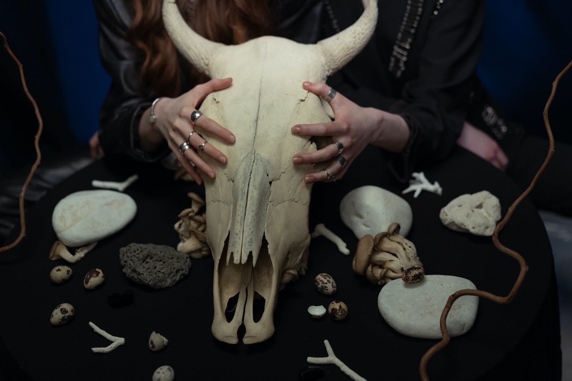 person holding white animal skull